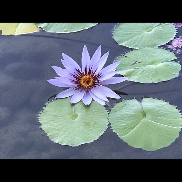 Meet your Posher, Tracy - Picture 1 of 1